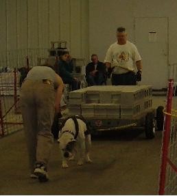 American Bulldog Breeder in  Michigan